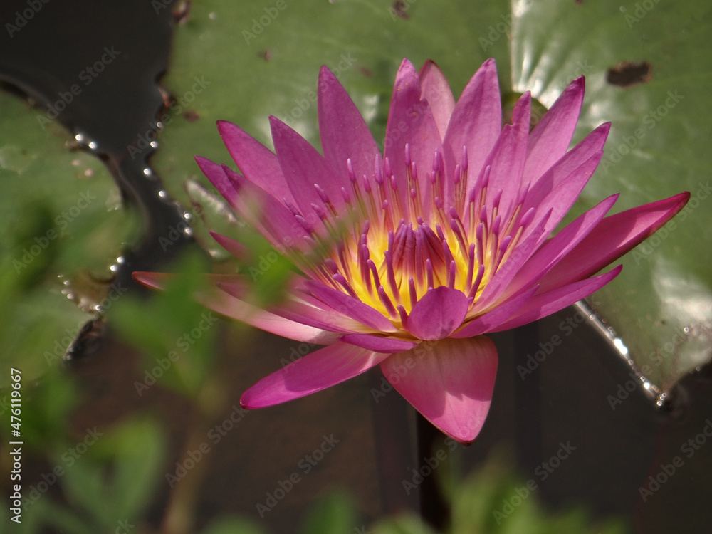 Poster Blooming water lily in the pond