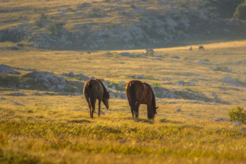 Horses grazing in a field on the hills