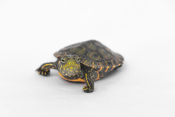small freshwater turtle