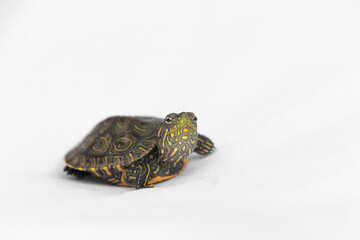 small freshwater turtle