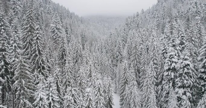 Aerial view of a frozen forest with snow covered trees at winter. Drone footage. Aerial view of winter forest with a lot of snow. Thuringian forest in winter