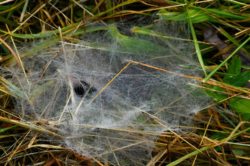 Spider web in the morning dew covered grass