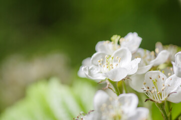 Obraz na płótnie Canvas white wildflowers, isolated, close up, with background blur