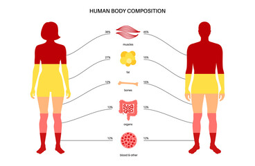 Human body composition - Powered by Adobe