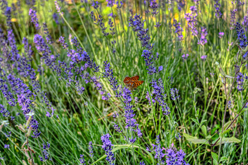 campo di lavanda con farfalla