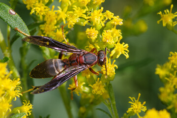 Red Paper Wasp, Polistes carolinus, crawling on yellow wild flowers, close up