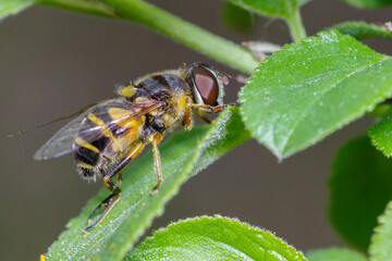 Hoverfly on isolated on green leaf