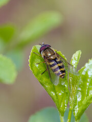 Hoverfly on isolated on green leaf