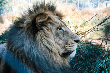 portrait of a lion