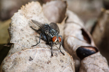 close up of house fly on dry dead leaves