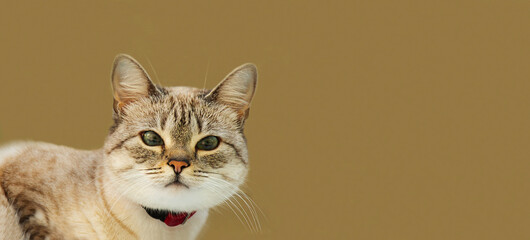 Portrait of a cat on a dark background. Empty space. Tomorrow's animal is sitting. The muzzle of an animal. Close-up.