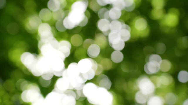Beautiful blurry 4k stock video abstract sunny green and white background. Fresh healthy foliage and branches of trees isolated on sky backdop with sun ligh and sunshine through verdure of leafy trees