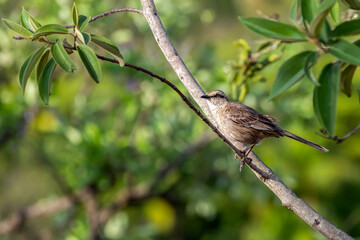 The chalk-browed mockingbird or 