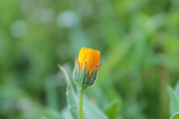 Closeup of a beautiful yellow wildflower bud in a garden