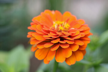 Soft focus photo gerbera flower. Beautiful blooming flower close up. Macro photography of a flower. Floral background for design. Nature concep. Colourful Gerbera daisies on a pastel background