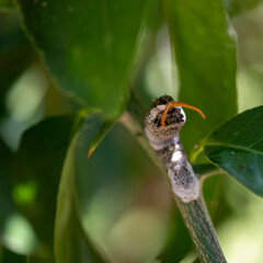 caterpillar with orange horns