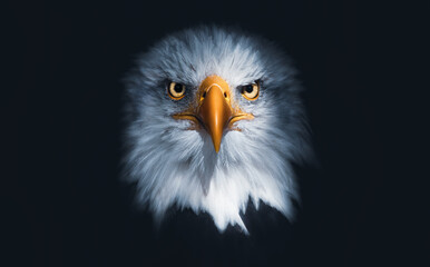 portait of a bald eagle