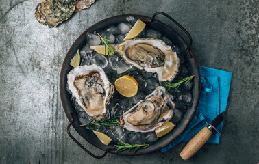 Open raw Oysters with lemon and rosemary. Fresh Seafood on a metal tray