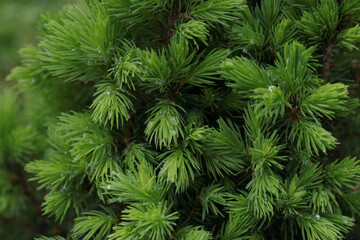 Fir tree branch background.Pine tree background .Fluffy young branch Christmas tree. Nature. Beautiful natural background.  Detail of fresh spruce branch in forest. Close-up of green Christmas tree