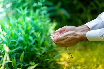 Collecting basil herbs in the garden, wellbeing and nature concepts