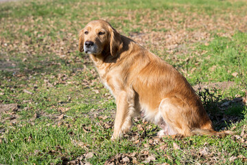 Obraz na płótnie Canvas A sad looking retriever lying in the grass. A golden retriever posing for a photo. Portrait of a dog.