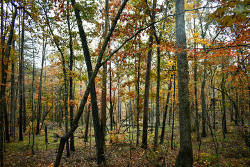 Obraz premium Autumn colors in South Carolina