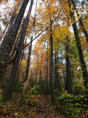 Fototapeta premium Autumn colors in South Carolina