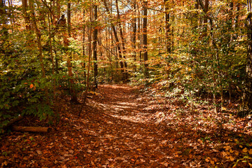 Autumn colors in South Carolina