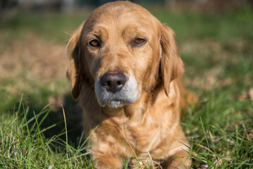Obraz premium A sad looking retriever lying in the grass. A golden retriever posing for a photo. Portrait of a dog. Beautiful golden retriever on green grass in garden. Portrait of a young dog. 