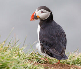 atlantic puffin or common puffin