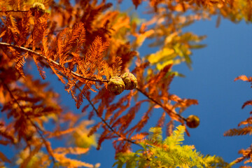 Canopy of a tree in full autumn bloom