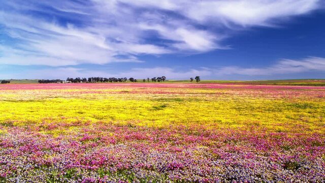 Super bloom, Wild flower carpet, Namaqualand, Northern Cape, South Africa, 