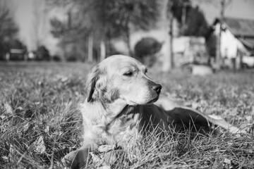 A sad looking retriever lying in the grass. A golden retriever posing for a photo. Portrait of a...