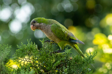 Cotorra comiendo en un pino
