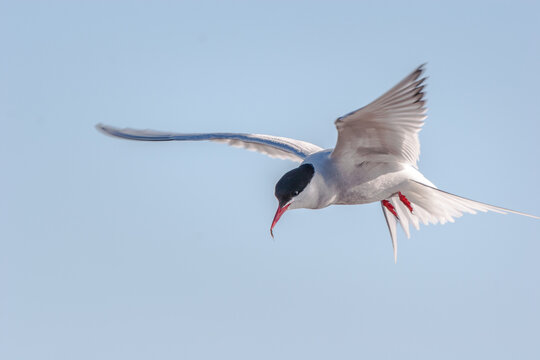 An Arctic Tern (Sterna paradisaea) hovers over a wetland on the coastal plain of the Arctic National Wildlife Refuge, AK, USA.