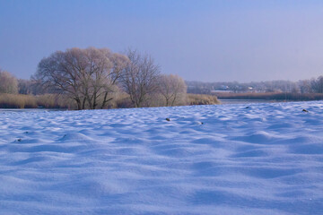 trees in a snowy field 