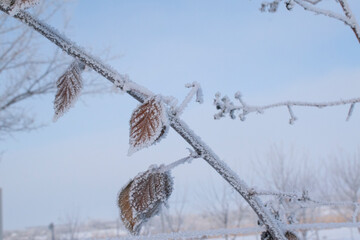 blackberry leaves in the snow