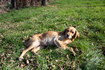 A sad looking retriever lying in the grass. A golden retriever posing for a photo. Portrait of a dog.