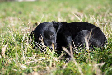 Black Puppy lies on a meadow.