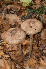 Parasol, Riesenschirmling auf laub bedecktem Wald Boden