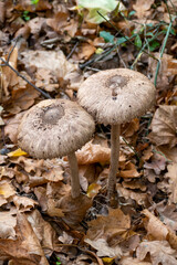 Parasol, Riesenschirmling auf laub bedecktem Wald Boden