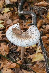 Parasol, Riesenschirmling auf laub bedecktem Wald Boden