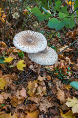 Parasol, Riesenschirmling auf laub bedecktem Wald Boden