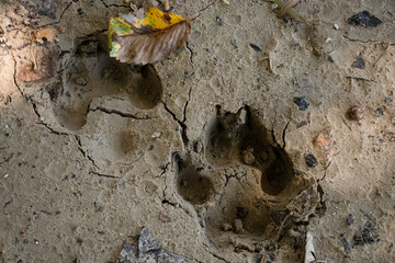 Top view of the paw prints on the sand