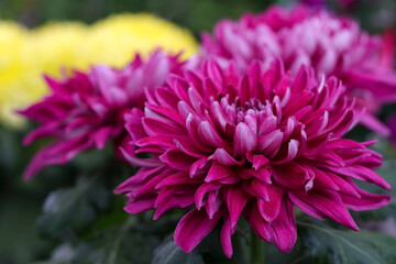 Beautiful pink chrysanthemum flowers on a background of other chrysanthemum flowers. Chrysanthemum yellow, red, purple flower background. Selective soft focus, shallow depth of field. 