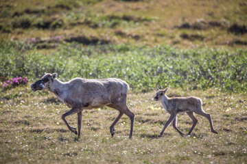 A female caribou (Rangifer tarandus) and calf cross the tundra of the arctic coastal plain in the...