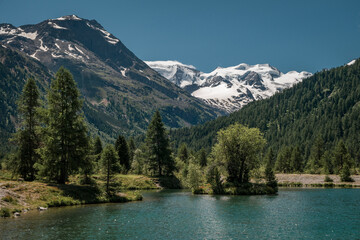 Fototapeta na wymiar Mountain lake with tree on island in front of snow-covered mountain peaks of the Morteratsch Glacier in the Engadin in the Swiss Alps, sun and blue sky.