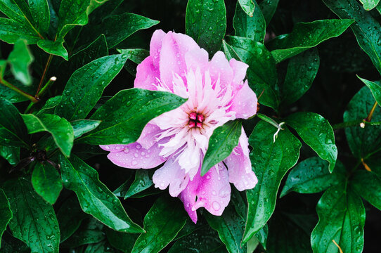 Closeup of a pink rhododendron on a shru