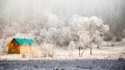 trees covered with hoarfrost on early winter morning