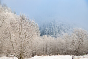 trees covered with hoarfrost on early winter morning